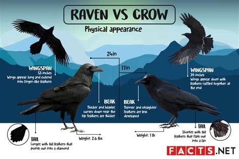 raven vs crow.